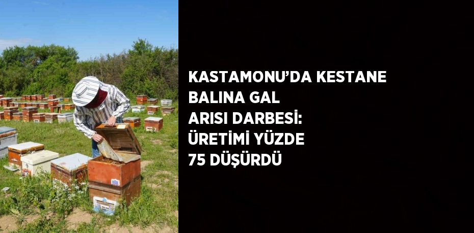 KASTAMONU’DA KESTANE BALINA GAL ARISI DARBESİ: ÜRETİMİ YÜZDE 75 DÜŞÜRDÜ