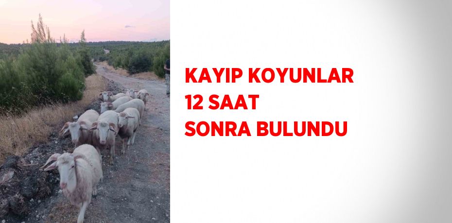 KAYIP KOYUNLAR 12 SAAT SONRA BULUNDU