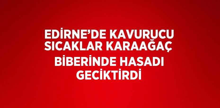 EDİRNE’DE KAVURUCU SICAKLAR KARAAĞAÇ BİBERİNDE HASADI GECİKTİRDİ