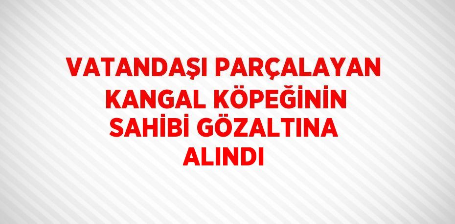 VATANDAŞI PARÇALAYAN KANGAL KÖPEĞİNİN SAHİBİ GÖZALTINA ALINDI