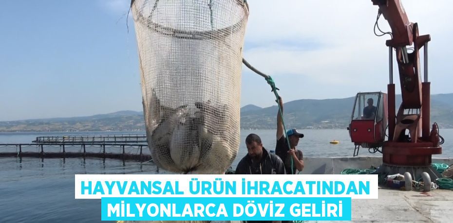 HAYVANSAL ÜRÜN İHRACATINDAN MİLYONLARCA DÖVİZ GELİRİ