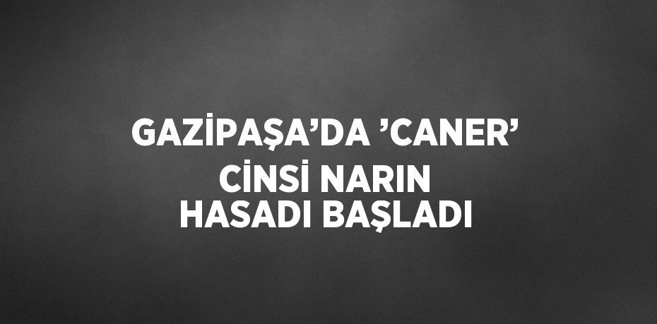 GAZİPAŞA’DA ’CANER’ CİNSİ NARIN HASADI BAŞLADI