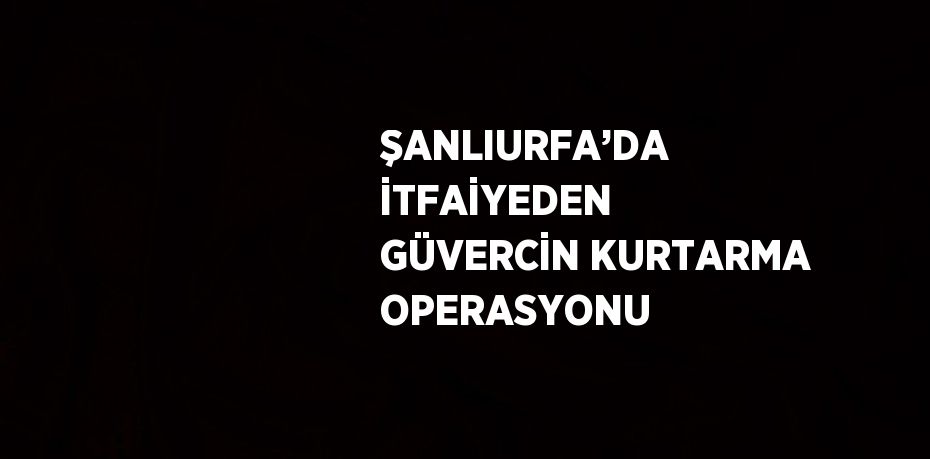 ŞANLIURFA’DA İTFAİYEDEN GÜVERCİN KURTARMA OPERASYONU