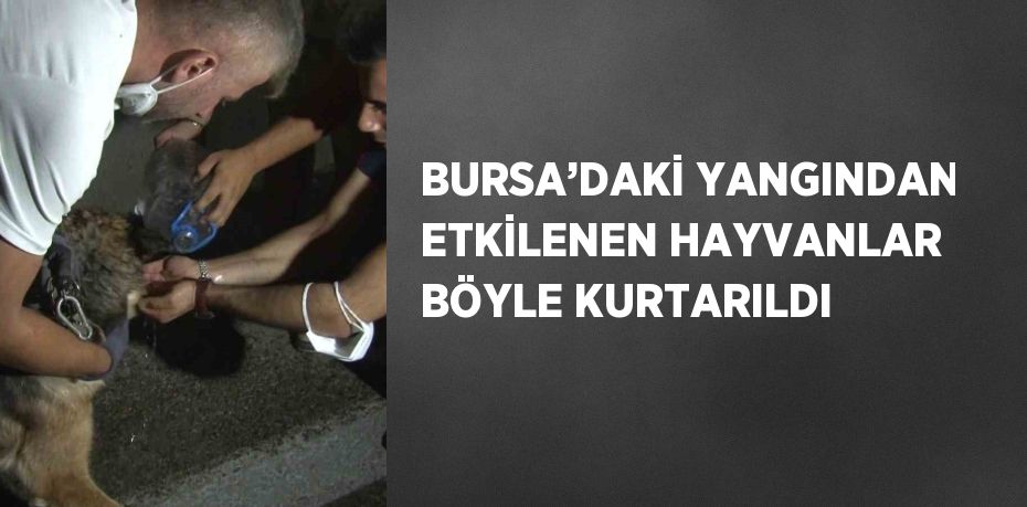 BURSA’DAKİ YANGINDAN ETKİLENEN HAYVANLAR BÖYLE KURTARILDI