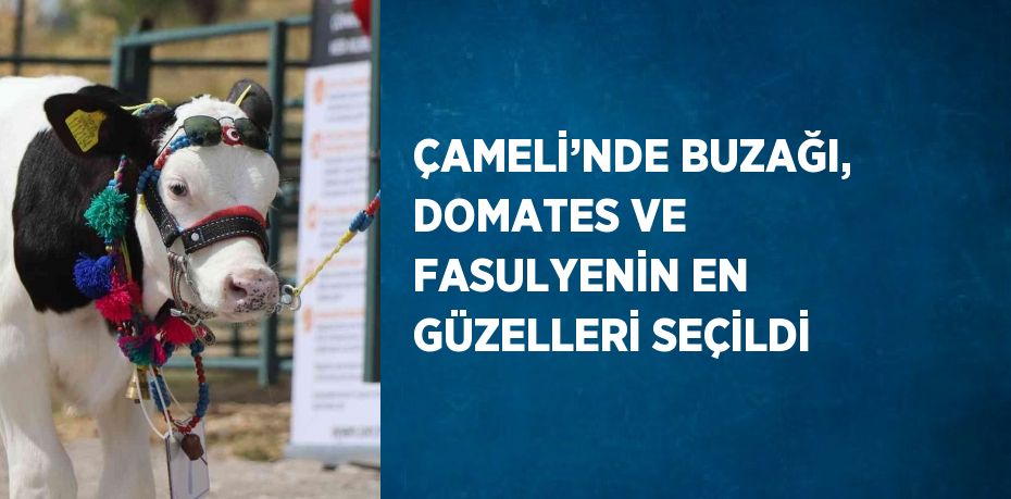 ÇAMELİ’NDE BUZAĞI, DOMATES VE FASULYENİN EN GÜZELLERİ SEÇİLDİ