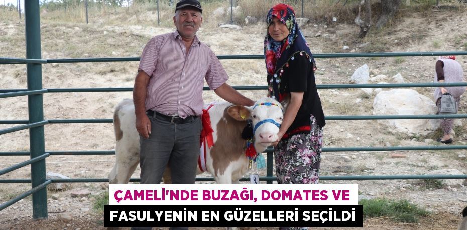 Çameli'nde buzağı, domates ve fasulyenin en güzelleri seçildi