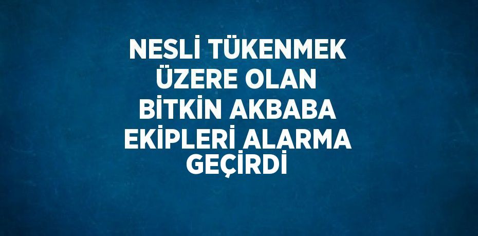 NESLİ TÜKENMEK ÜZERE OLAN BİTKİN AKBABA EKİPLERİ ALARMA GEÇİRDİ