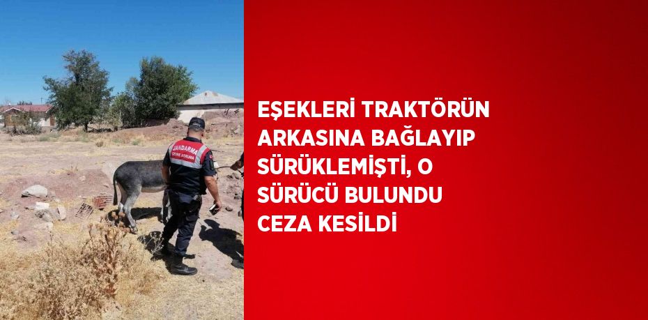 EŞEKLERİ TRAKTÖRÜN ARKASINA BAĞLAYIP SÜRÜKLEMİŞTİ, O SÜRÜCÜ BULUNDU CEZA KESİLDİ