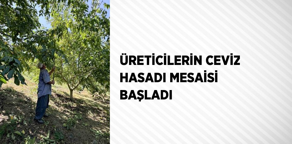 ÜRETİCİLERİN CEVİZ HASADI MESAİSİ BAŞLADI