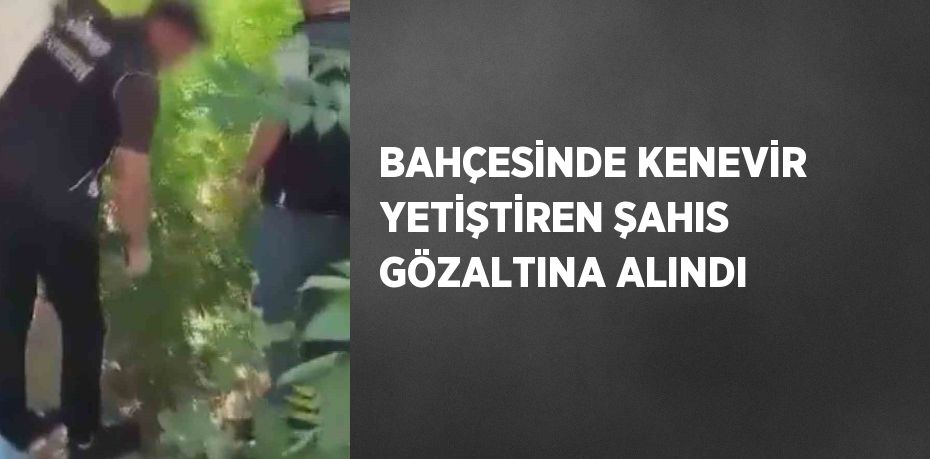 BAHÇESİNDE KENEVİR YETİŞTİREN ŞAHIS GÖZALTINA ALINDI