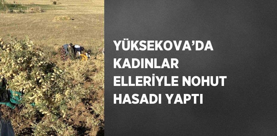 YÜKSEKOVA’DA KADINLAR ELLERİYLE NOHUT HASADI YAPTI