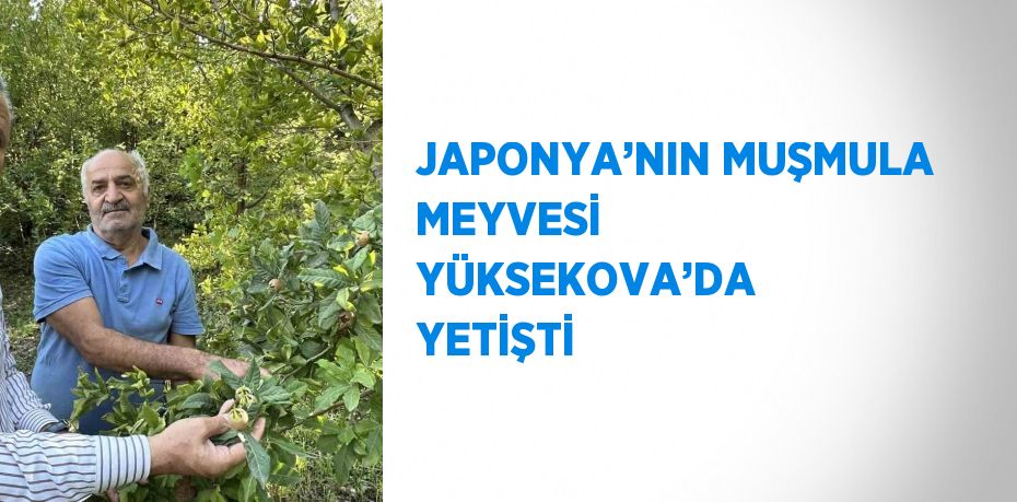 JAPONYA’NIN MUŞMULA MEYVESİ YÜKSEKOVA’DA YETİŞTİ