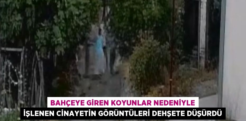 BAHÇEYE GİREN KOYUNLAR NEDENİYLE İŞLENEN CİNAYETİN GÖRÜNTÜLERİ DEHŞETE DÜŞÜRDÜ