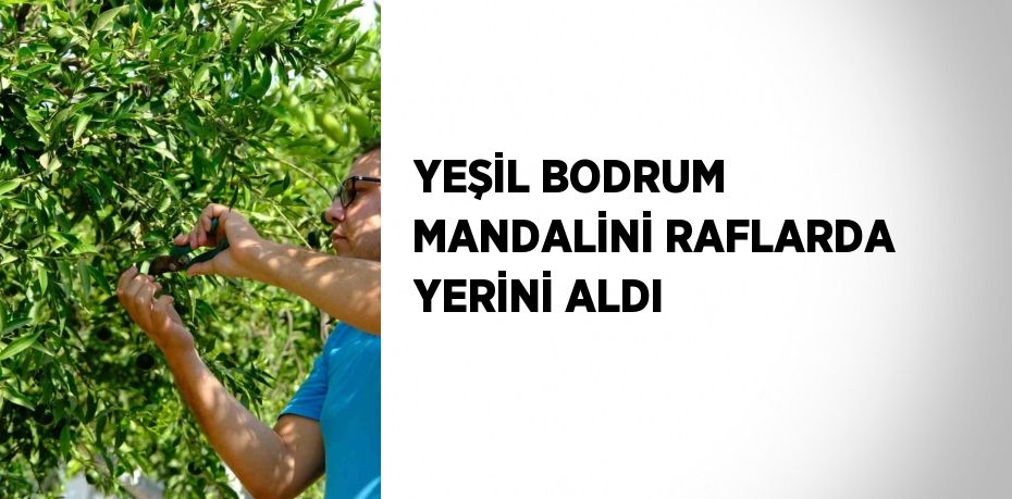 YEŞİL BODRUM MANDALİNİ RAFLARDA YERİNİ ALDI