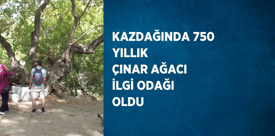 KAZDAĞINDA 750 YILLIK  ÇINAR AĞACI İLGİ ODAĞI OLDU