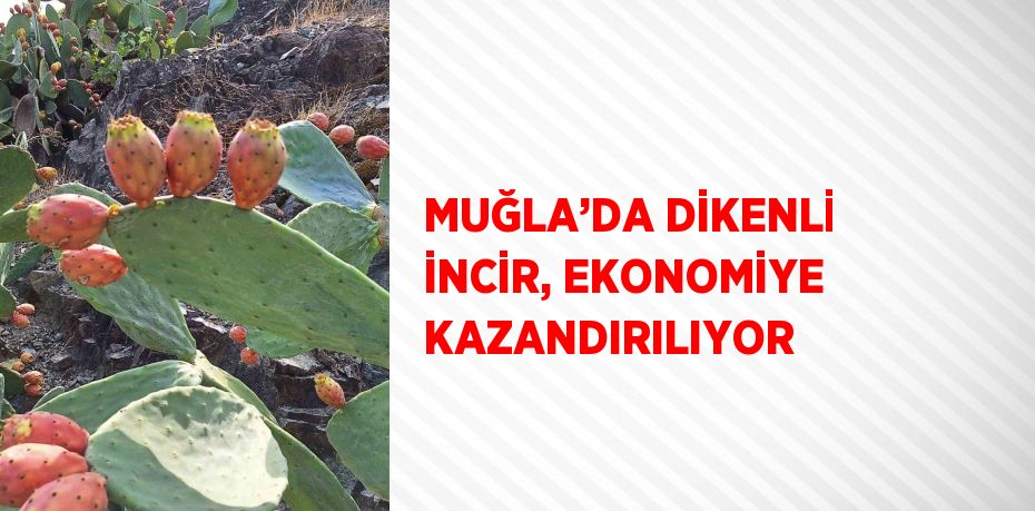 MUĞLA’DA DİKENLİ İNCİR, EKONOMİYE KAZANDIRILIYOR