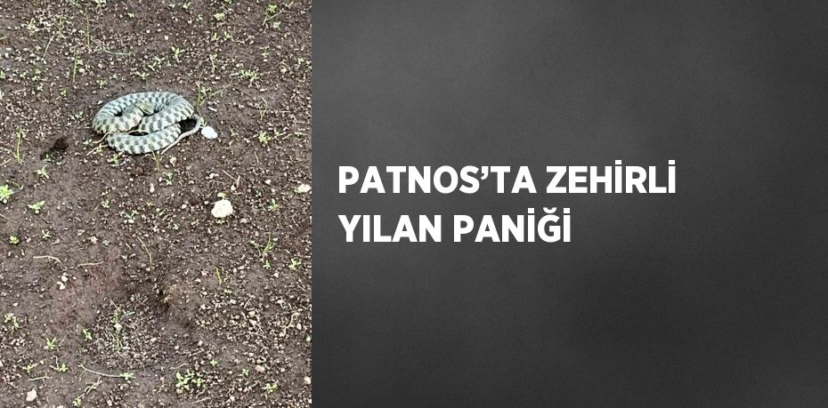 PATNOS’TA ZEHİRLİ YILAN PANİĞİ