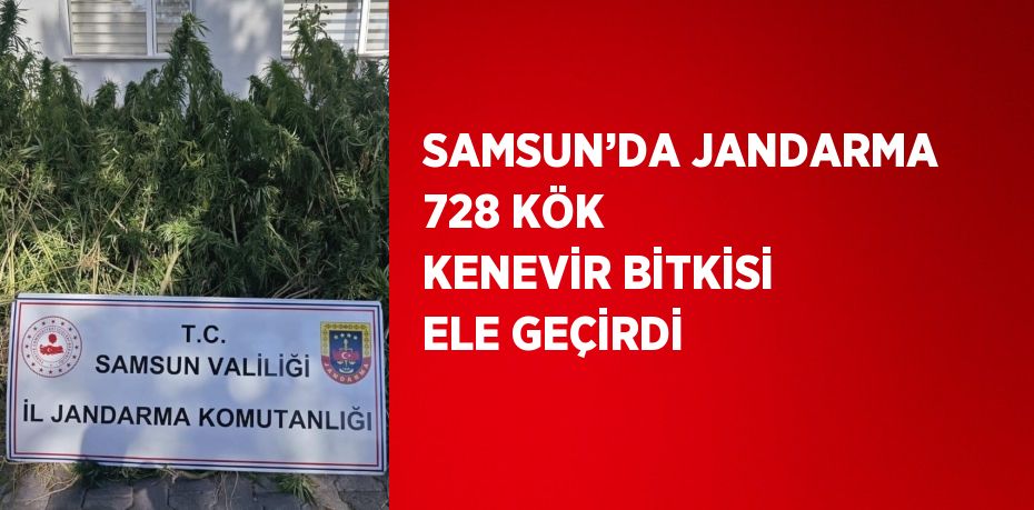 SAMSUN’DA JANDARMA 728 KÖK KENEVİR BİTKİSİ ELE GEÇİRDİ