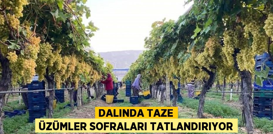 DALINDA TAZE ÜZÜMLER SOFRALARI TATLANDIRIYOR