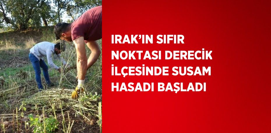 IRAK’IN SIFIR NOKTASI DERECİK İLÇESİNDE SUSAM HASADI BAŞLADI