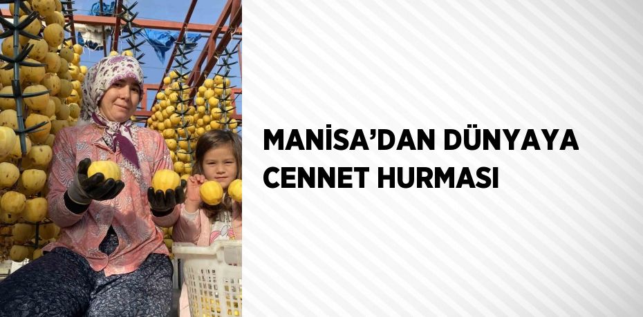 MANİSA’DAN DÜNYAYA CENNET HURMASI