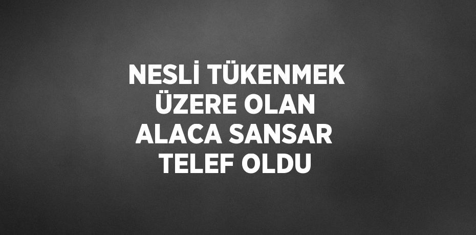 NESLİ TÜKENMEK ÜZERE OLAN ALACA SANSAR TELEF OLDU