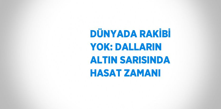 DÜNYADA RAKİBİ YOK: DALLARIN ALTIN SARISINDA HASAT ZAMANI