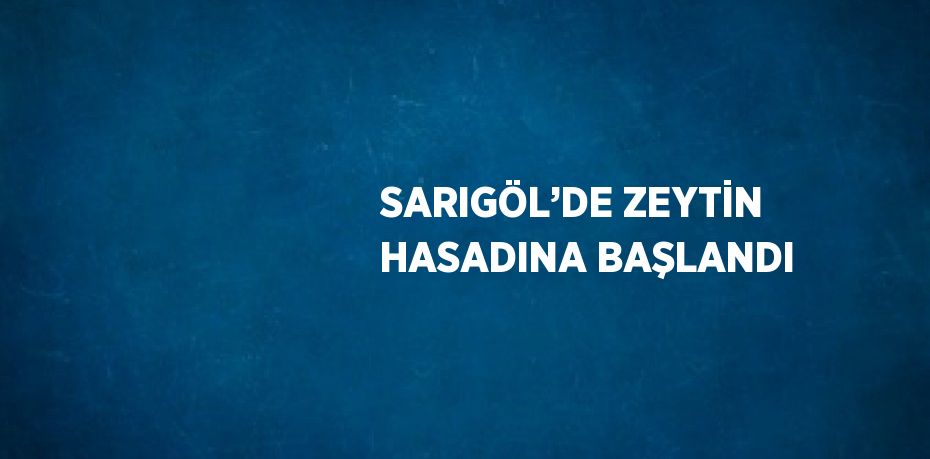 SARIGÖL’DE ZEYTİN HASADINA BAŞLANDI