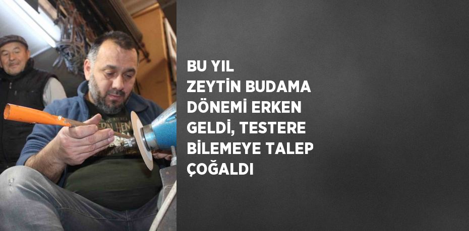 BU YIL ZEYTİN BUDAMA DÖNEMİ ERKEN GELDİ, TESTERE BİLEMEYE TALEP ÇOĞALDI