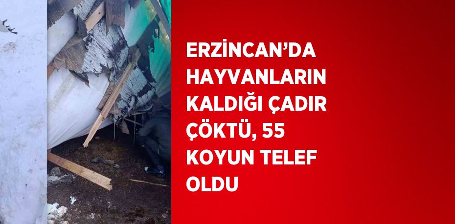 ERZİNCAN’DA HAYVANLARIN KALDIĞI ÇADIR ÇÖKTÜ, 55 KOYUN TELEF OLDU