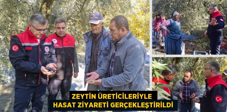 ZEYTİN ÜRETİCİLERİYLE   HASAT ZİYARETİ GERÇEKLEŞTİRİLDİ