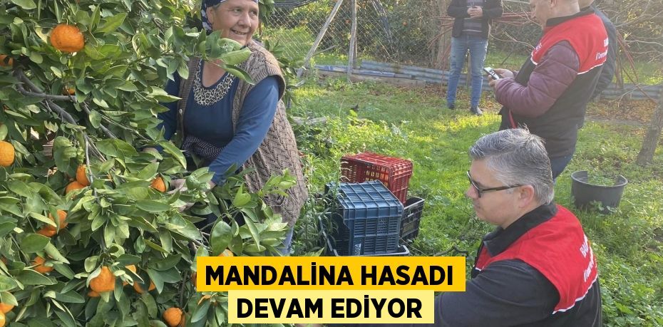 MANDALİNA HASADI DEVAM EDİYOR