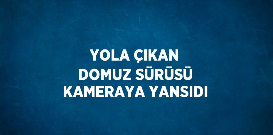 YOLA ÇIKAN DOMUZ SÜRÜSÜ KAMERAYA YANSIDI