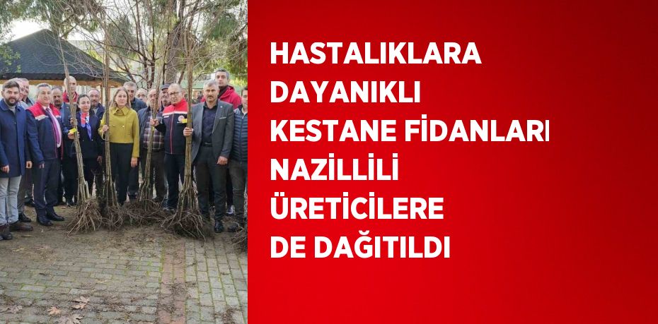 HASTALIKLARA DAYANIKLI KESTANE FİDANLARI NAZİLLİLİ ÜRETİCİLERE DE DAĞITILDI