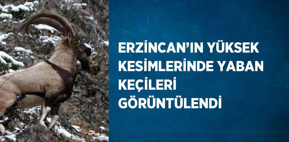 ERZİNCAN’IN YÜKSEK KESİMLERİNDE YABAN KEÇİLERİ GÖRÜNTÜLENDİ