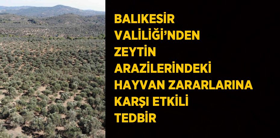 BALIKESİR VALİLİĞİ’NDEN ZEYTİN ARAZİLERİNDEKİ HAYVAN ZARARLARINA KARŞI ETKİLİ TEDBİR