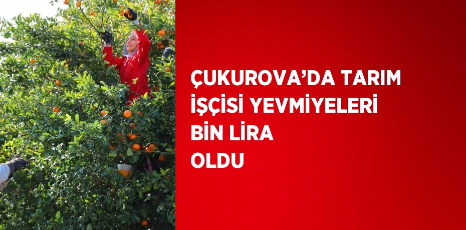 ÇUKUROVA’DA TARIM İŞÇİSİ YEVMİYELERİ BİN LİRA OLDU