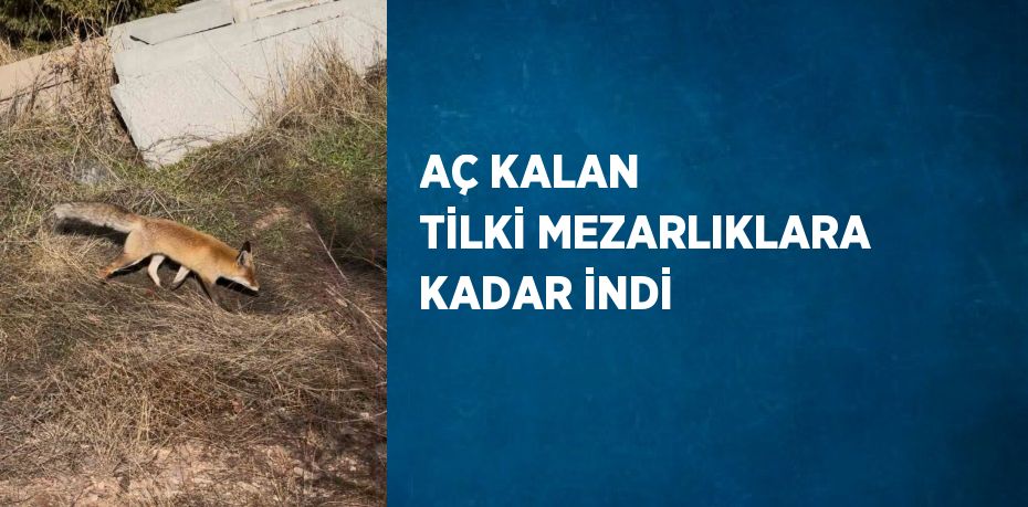 AÇ KALAN TİLKİ MEZARLIKLARA KADAR İNDİ