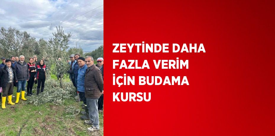 ZEYTİNDE DAHA FAZLA VERİM İÇİN BUDAMA KURSU