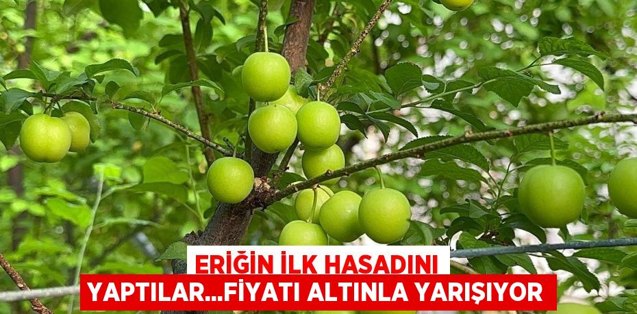 ERİĞİN İLK HASADINI YAPTILAR...FİYATI ALTINLA YARIŞIYOR