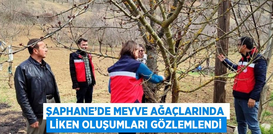 ŞAPHANE’DE MEYVE AĞAÇLARINDA LİKEN OLUŞUMLARI GÖZLEMLENDİ