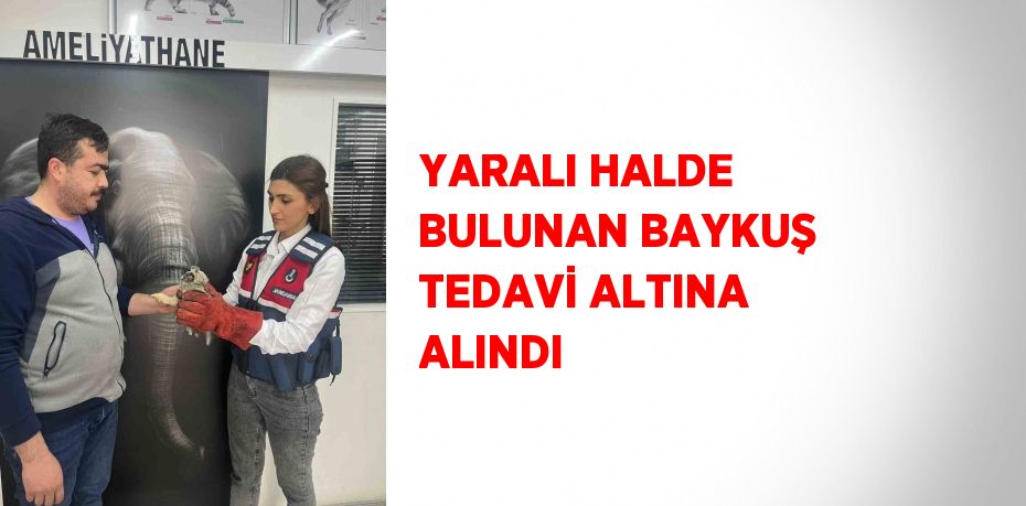 YARALI HALDE BULUNAN BAYKUŞ TEDAVİ ALTINA ALINDI