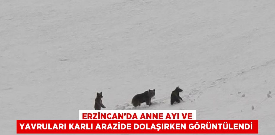 ERZİNCAN’DA ANNE AYI VE YAVRULARI KARLI ARAZİDE DOLAŞIRKEN GÖRÜNTÜLENDİ