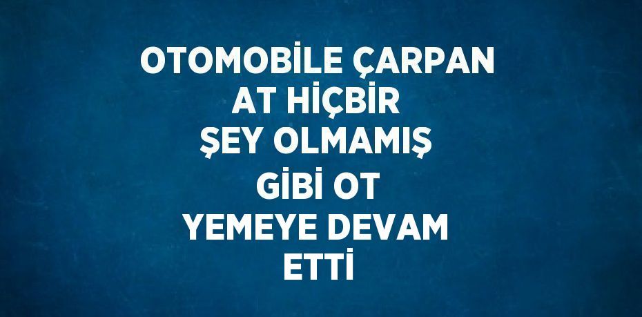 OTOMOBİLE ÇARPAN AT HİÇBİR ŞEY OLMAMIŞ GİBİ OT YEMEYE DEVAM ETTİ