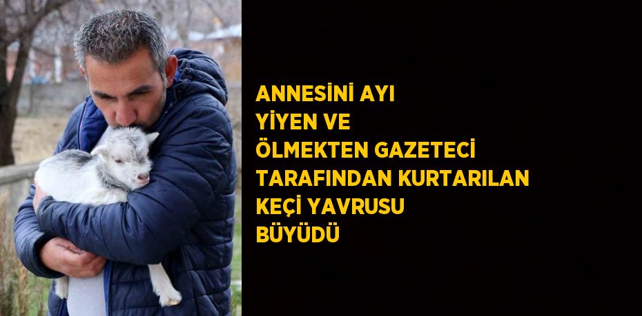 ANNESİNİ AYI YİYEN VE ÖLMEKTEN GAZETECİ TARAFINDAN KURTARILAN KEÇİ YAVRUSU BÜYÜDÜ