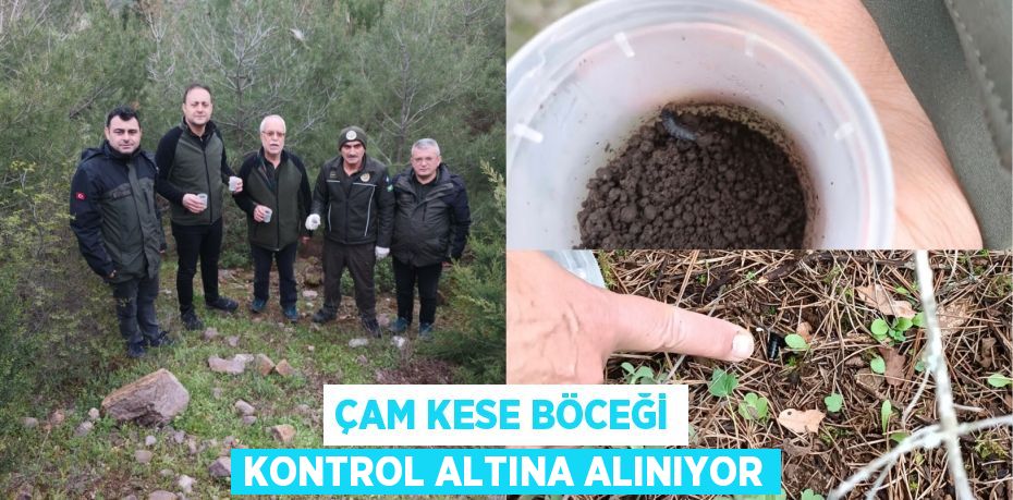 ÇAM KESE BÖCEĞİ KONTROL ALTINA ALINIYOR