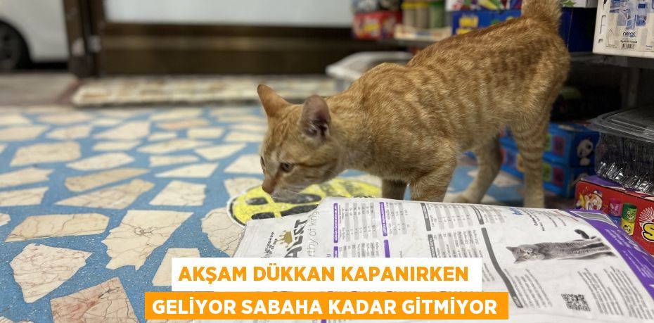 Akşam dükkan kapanırken geliyor sabaha kadar gitmiyor