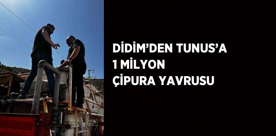 DİDİM’DEN TUNUS’A 1 MİLYON ÇİPURA YAVRUSU