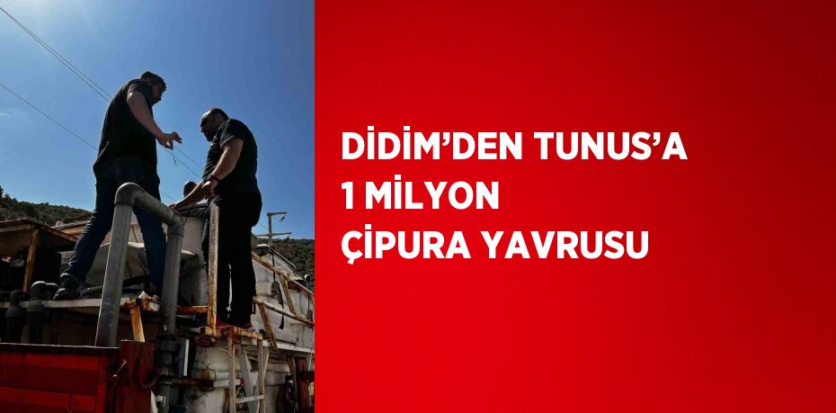 DİDİM’DEN TUNUS’A 1 MİLYON ÇİPURA YAVRUSU