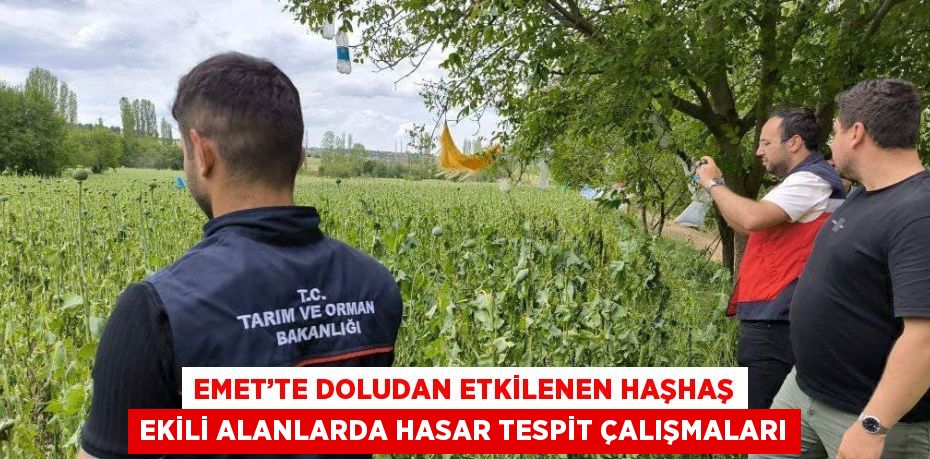 EMET’TE DOLUDAN ETKİLENEN HAŞHAŞ EKİLİ ALANLARDA HASAR TESPİT ÇALIŞMALARI